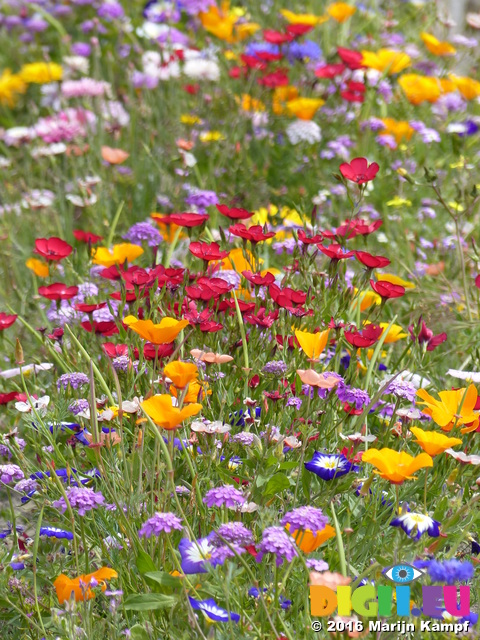 FZ030498 Wild flowers in Barry